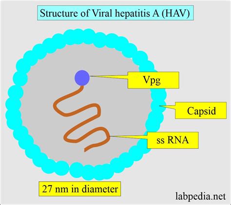 www5.hav|Hepatitis A .